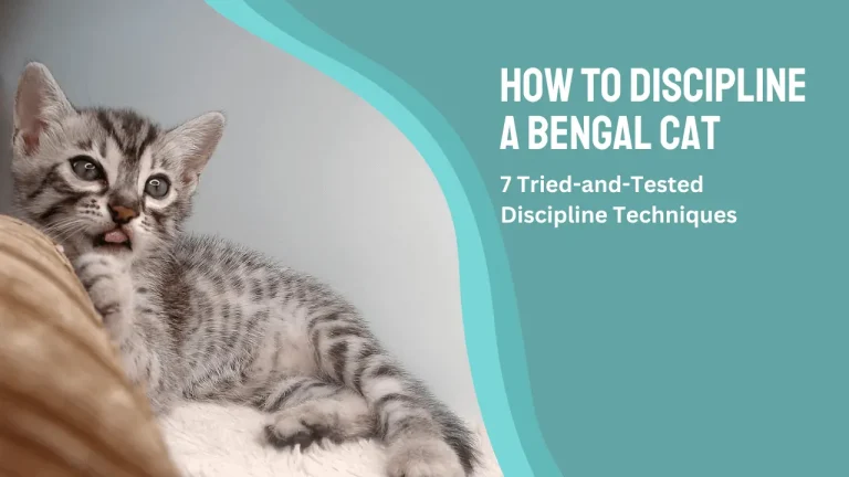 How To Discipline A Bengal Cat: 7 Tried-and-Tested Discipline Techniques