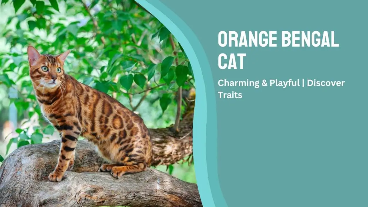 Orange Bengal Cat