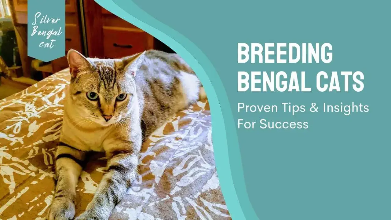 Breeding Bengal Cats