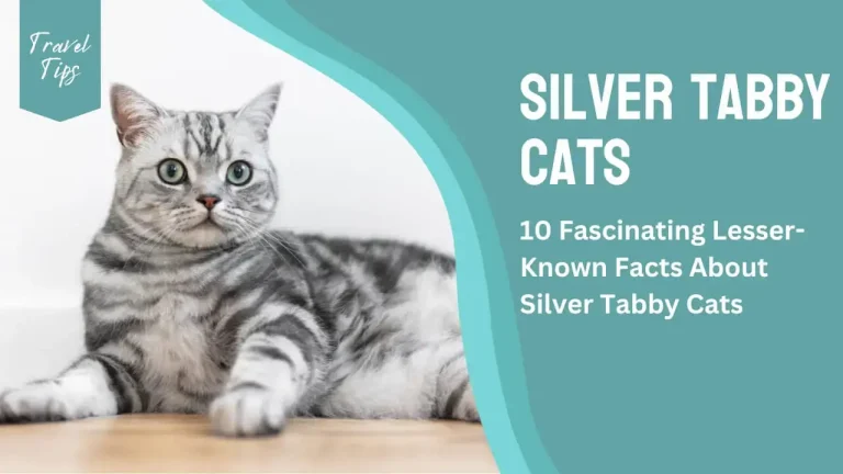 Silver Tabby Cat: 10 Fascinating Lesser-Known Facts