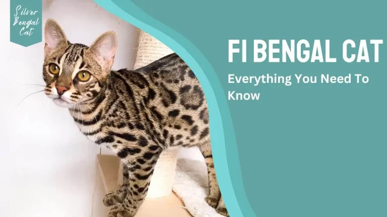F1 Bengal Cat | Everything You Need To Know