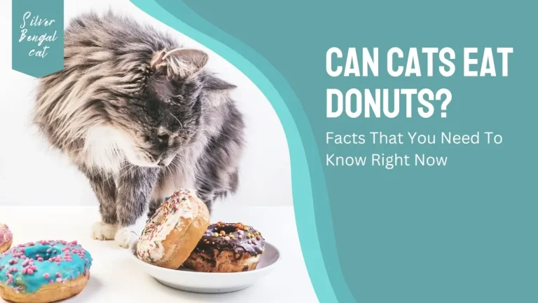 Can Cats Eat Donuts? Facts That You Need To Know Right Now