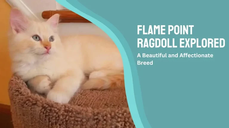 Flame Point Ragdoll Explored | A Beautiful and Affectionate Breed