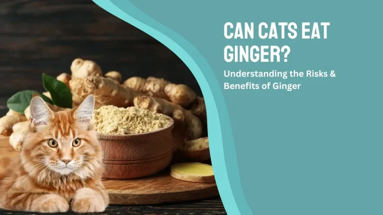 Can Cats Eat Ginger? Understanding the Risks & Benefits