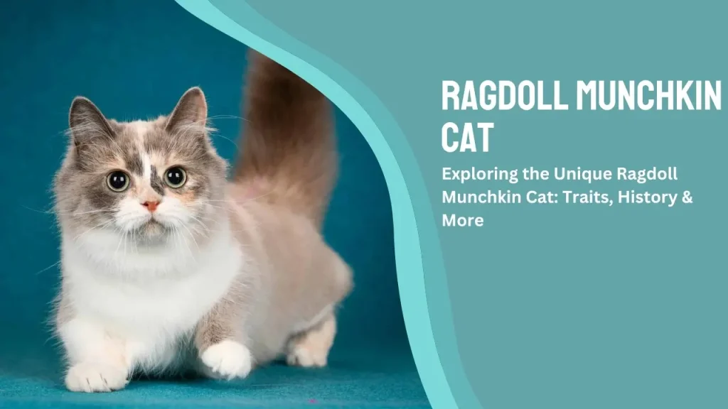 ragdoll munchkin cat