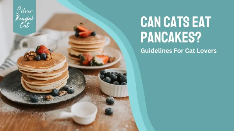 Can Cats Eat Pancakes? Guidelines For Cat Lovers