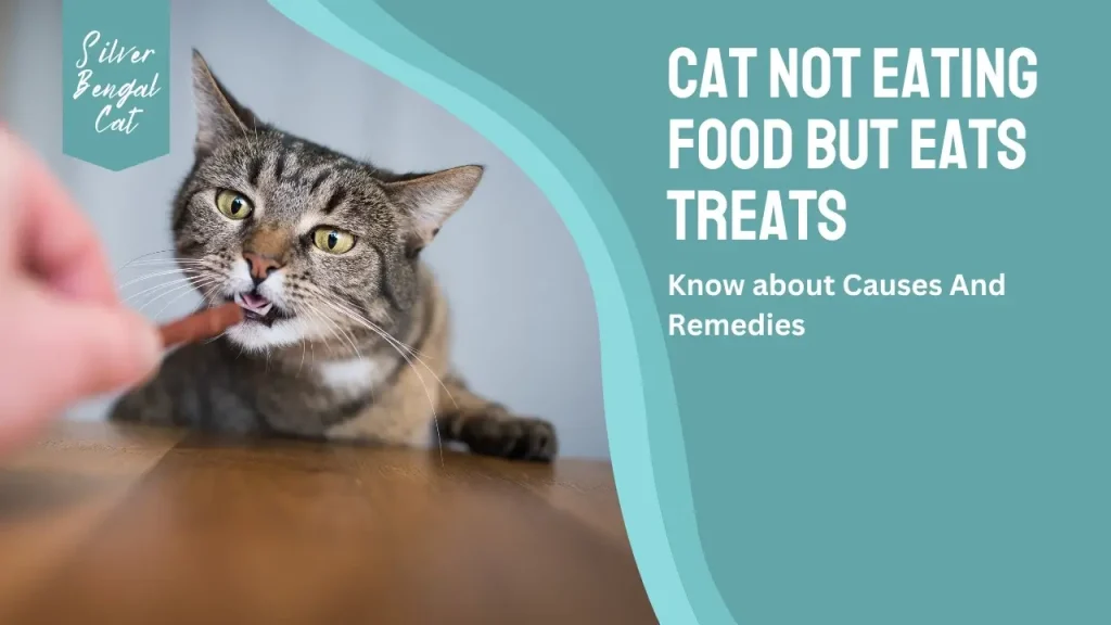 cat not eating food but eats treats