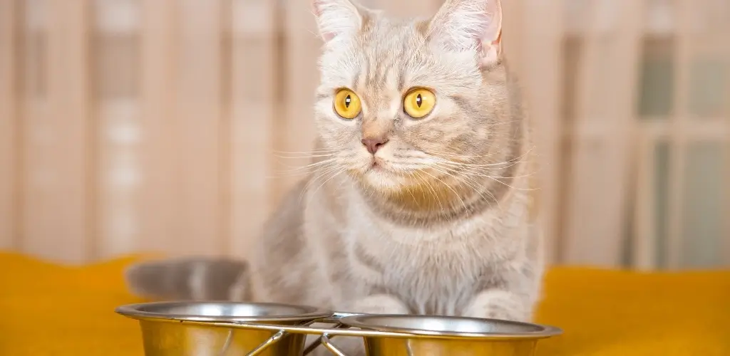 cat not eating wet food