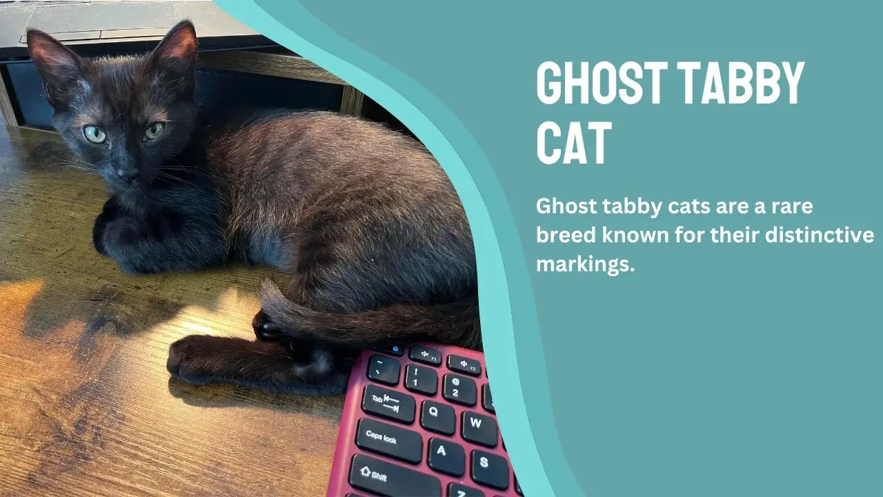 ghost tabby cat