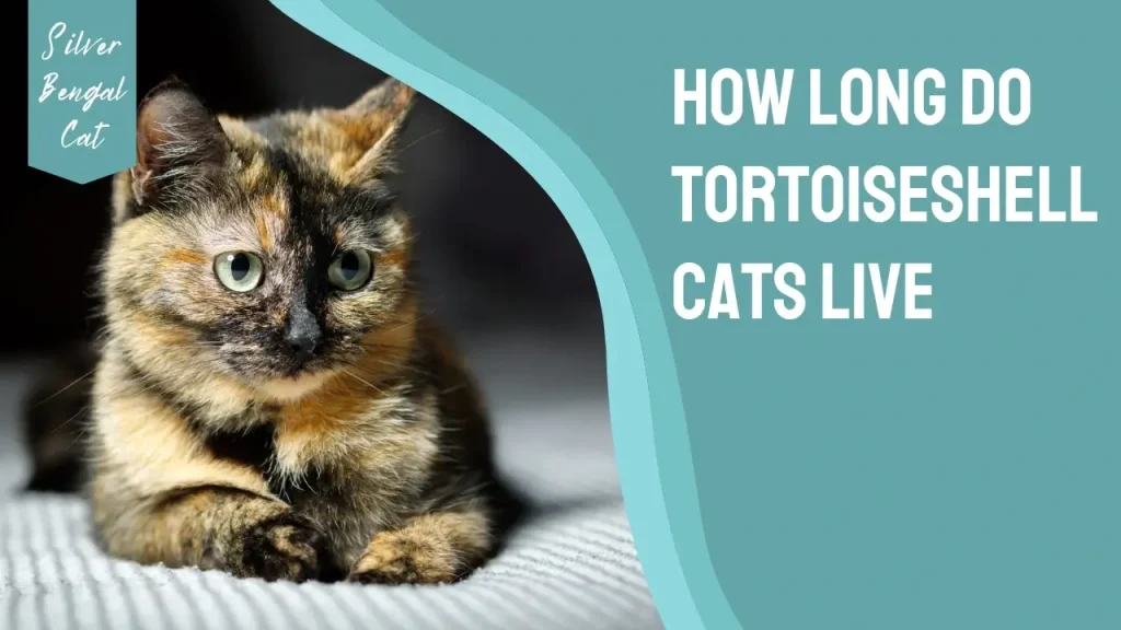 how long do tortoiseshell cats live