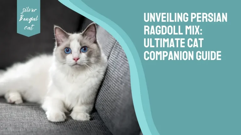Unveiling Persian Ragdoll Mix: Ultimate Cat Companion Guide