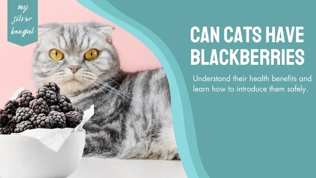 can cats have blackberries