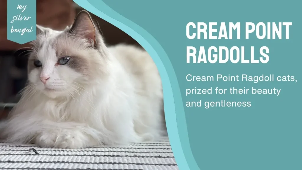Cream Point Ragdoll
